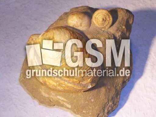 Muscheln_Stein_3.jpg